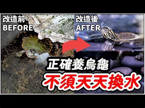 烏龜家佈置|新手必看：烏龜家指南